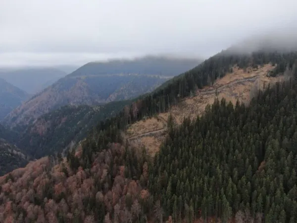 Vista aérea: bosque protegido por Agent Green