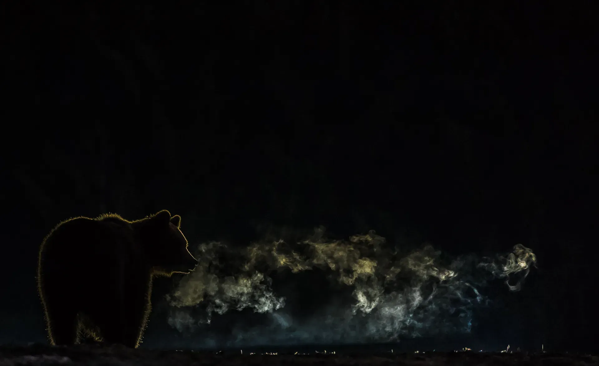 Urs respirând abur în noaptea rece