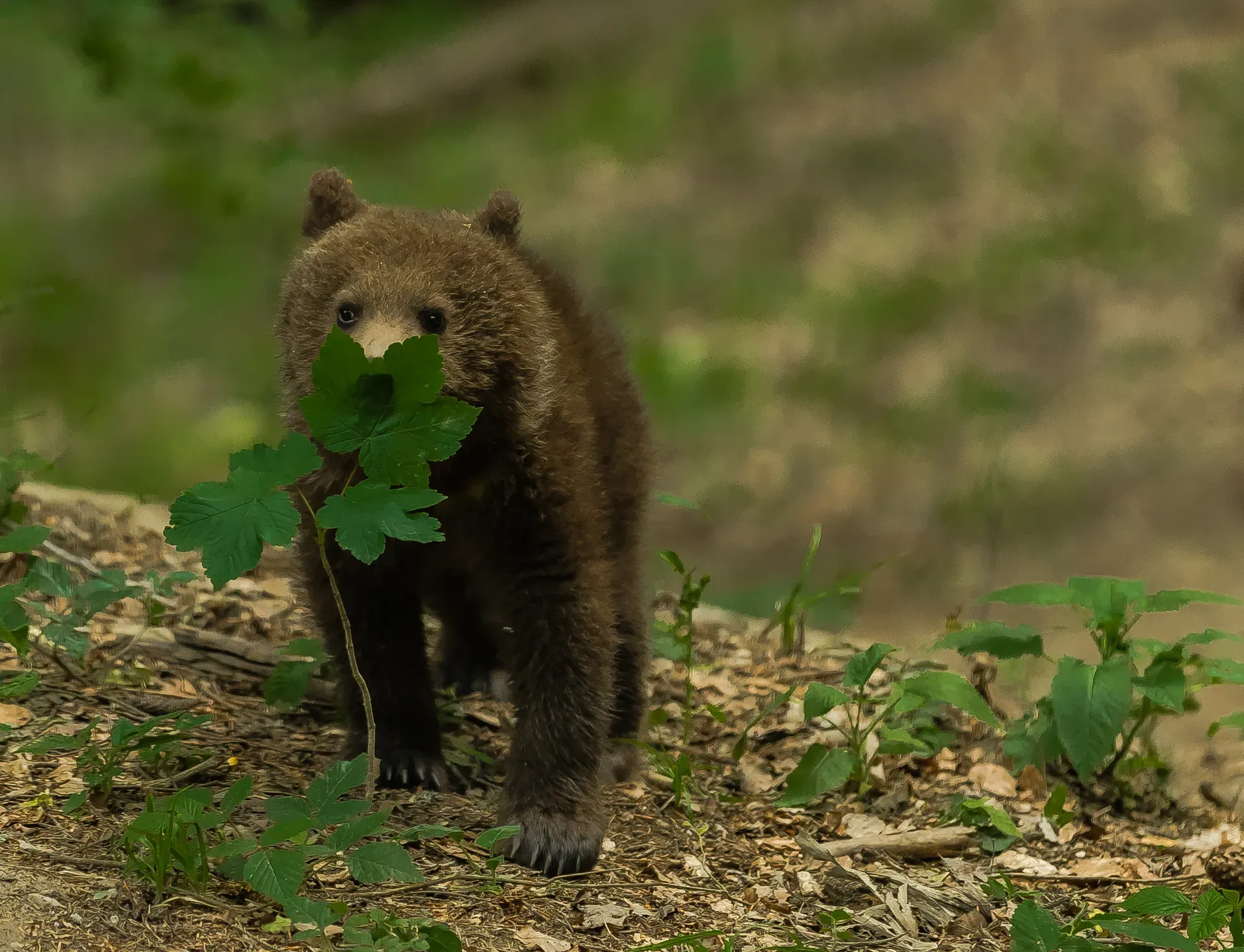 Bear cub with a leaf in its mouth