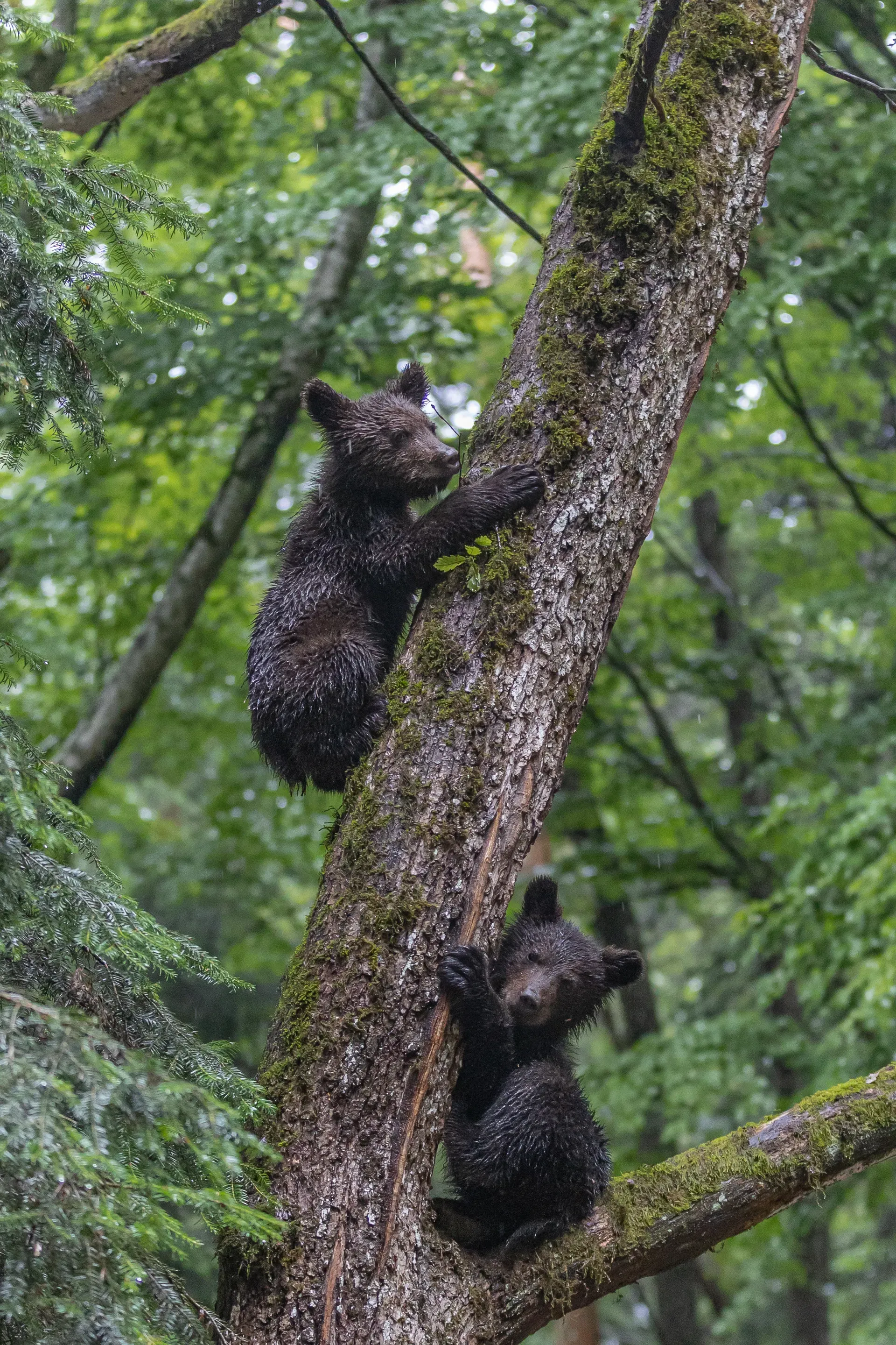 Oursons grimpant à un arbre