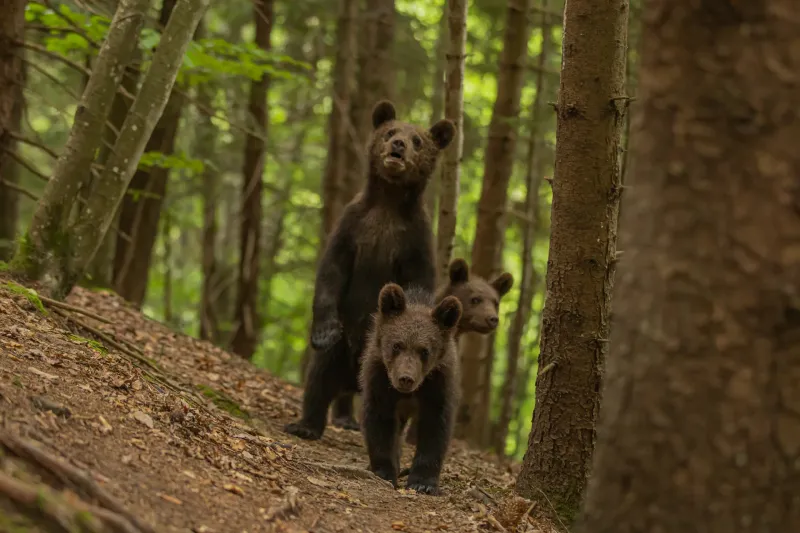 Familie de urși bruni — fauna sălbatică protejată de Agent Green