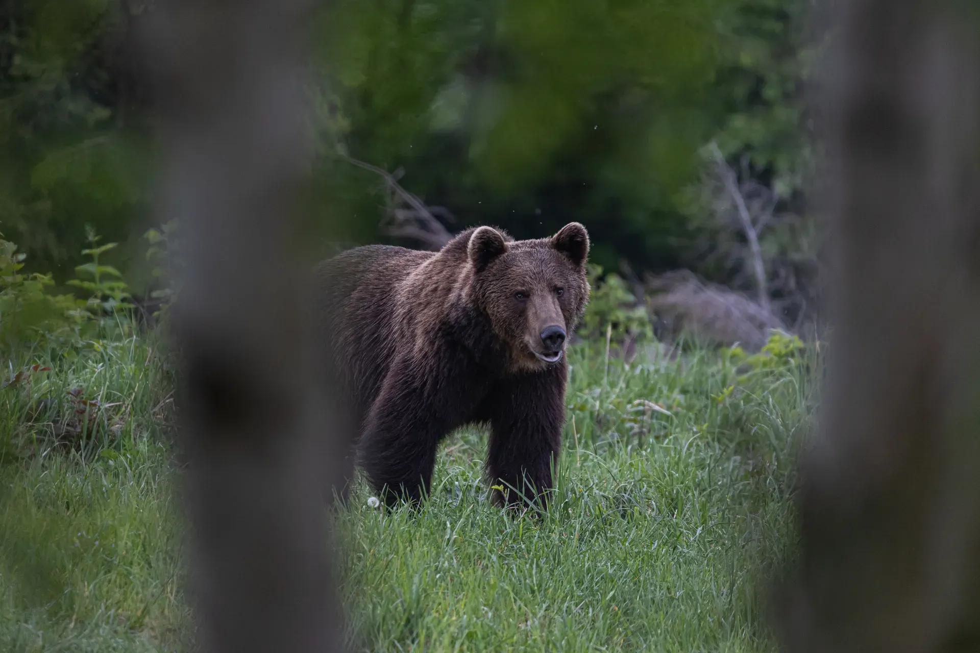 Pădure românească văzută printre copaci