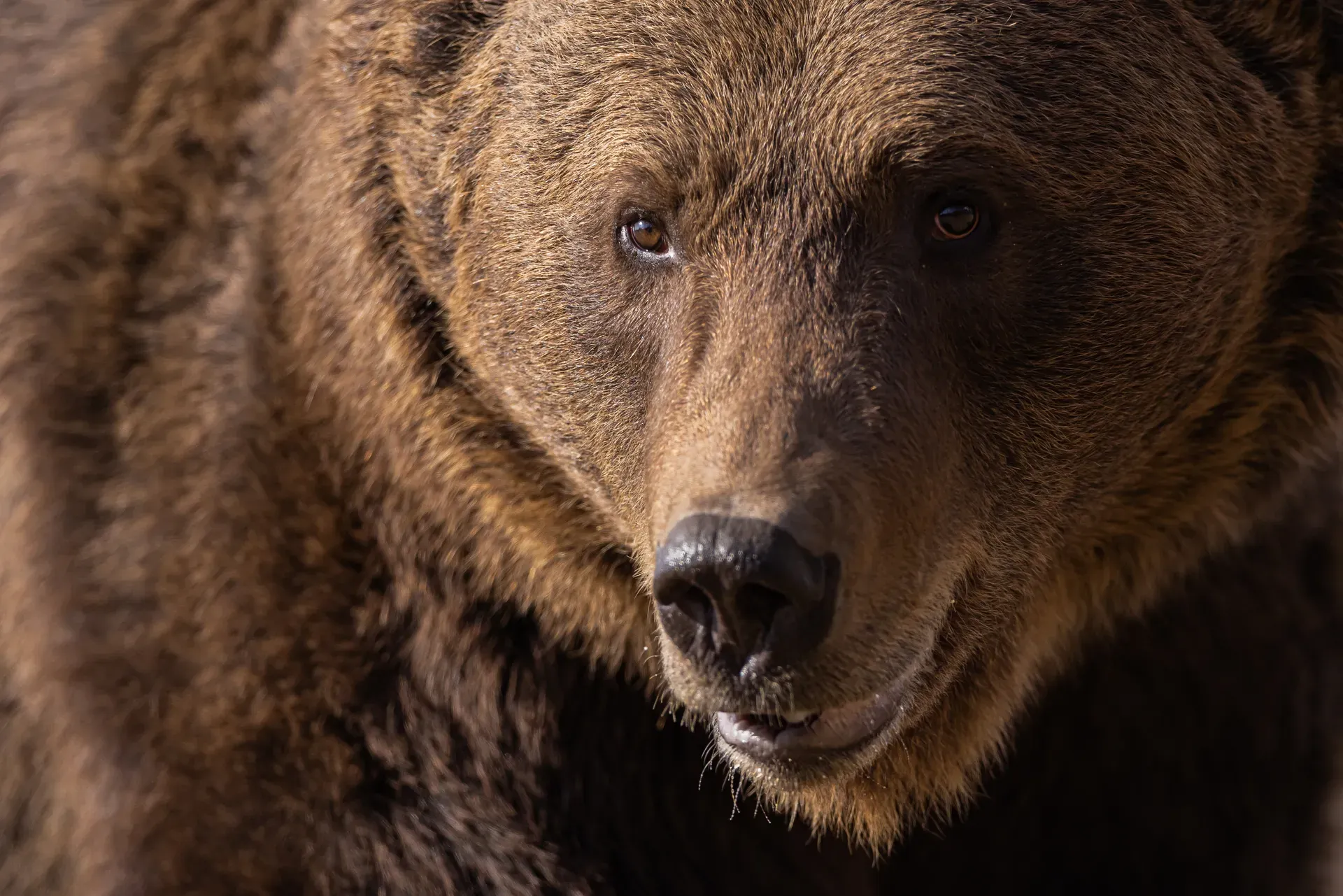 Brown bear — close-up portrait