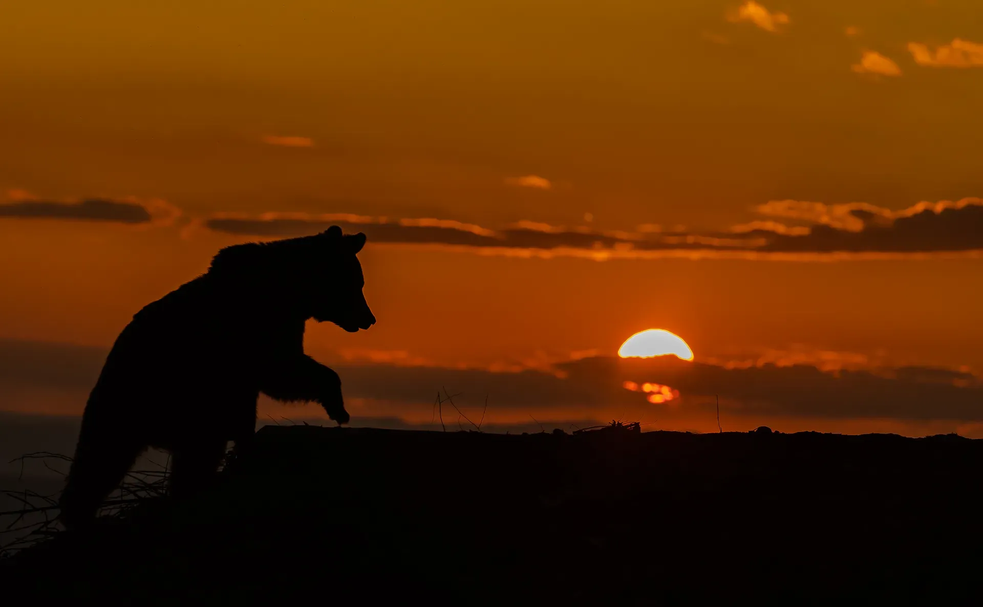 Silhouette d’ours au coucher du soleil