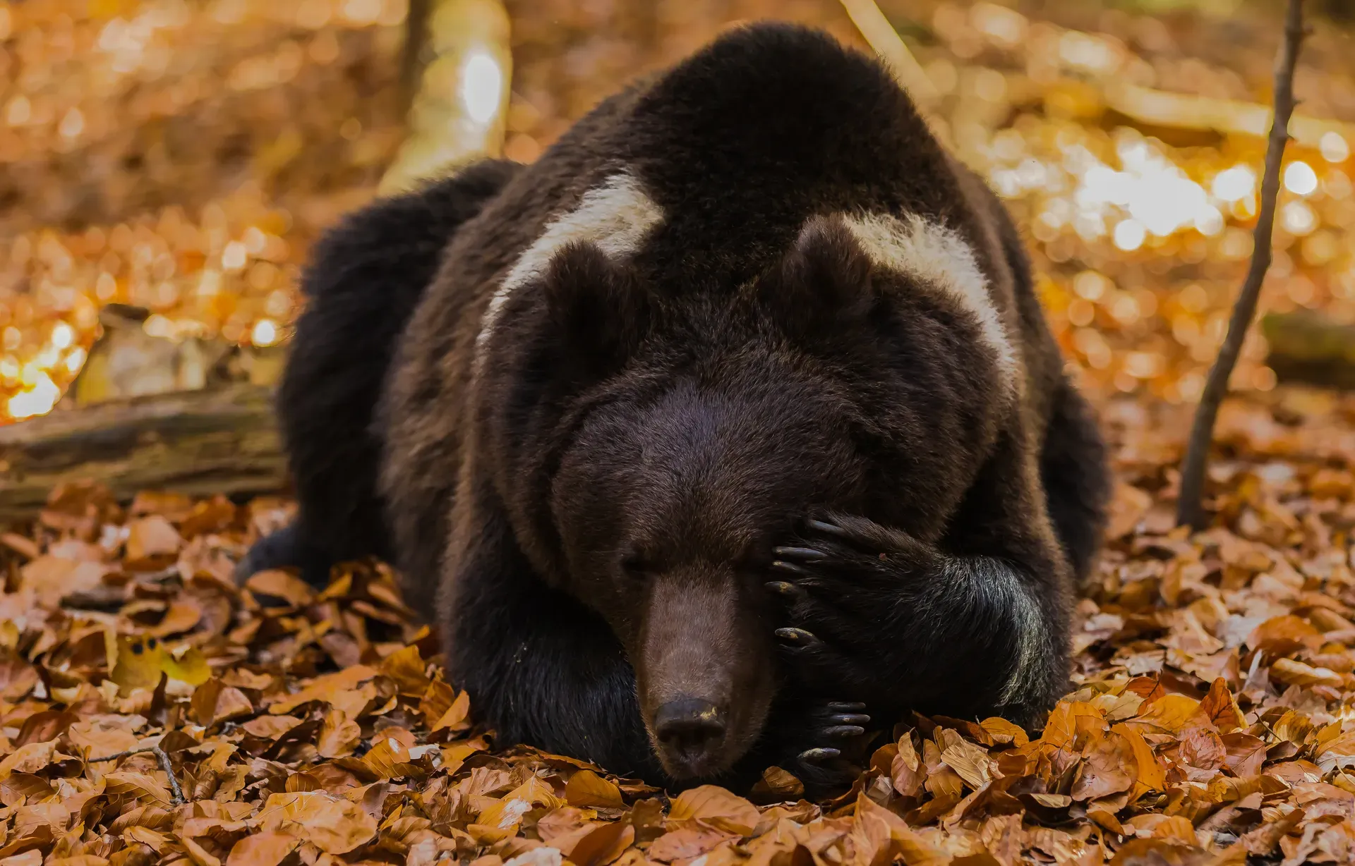 Ours dormant sur des feuilles d’automne