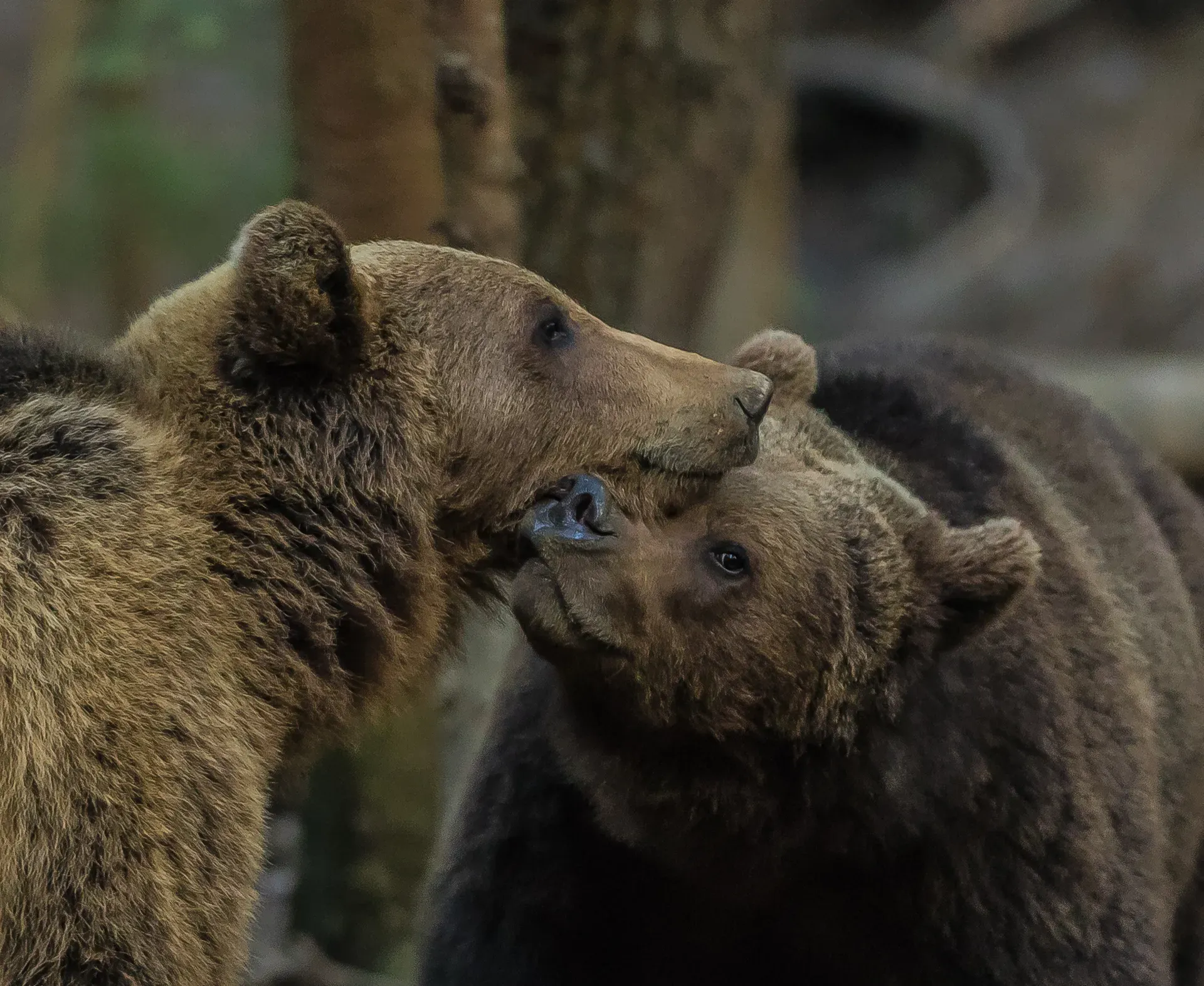 Urși apropiindu-și boturile