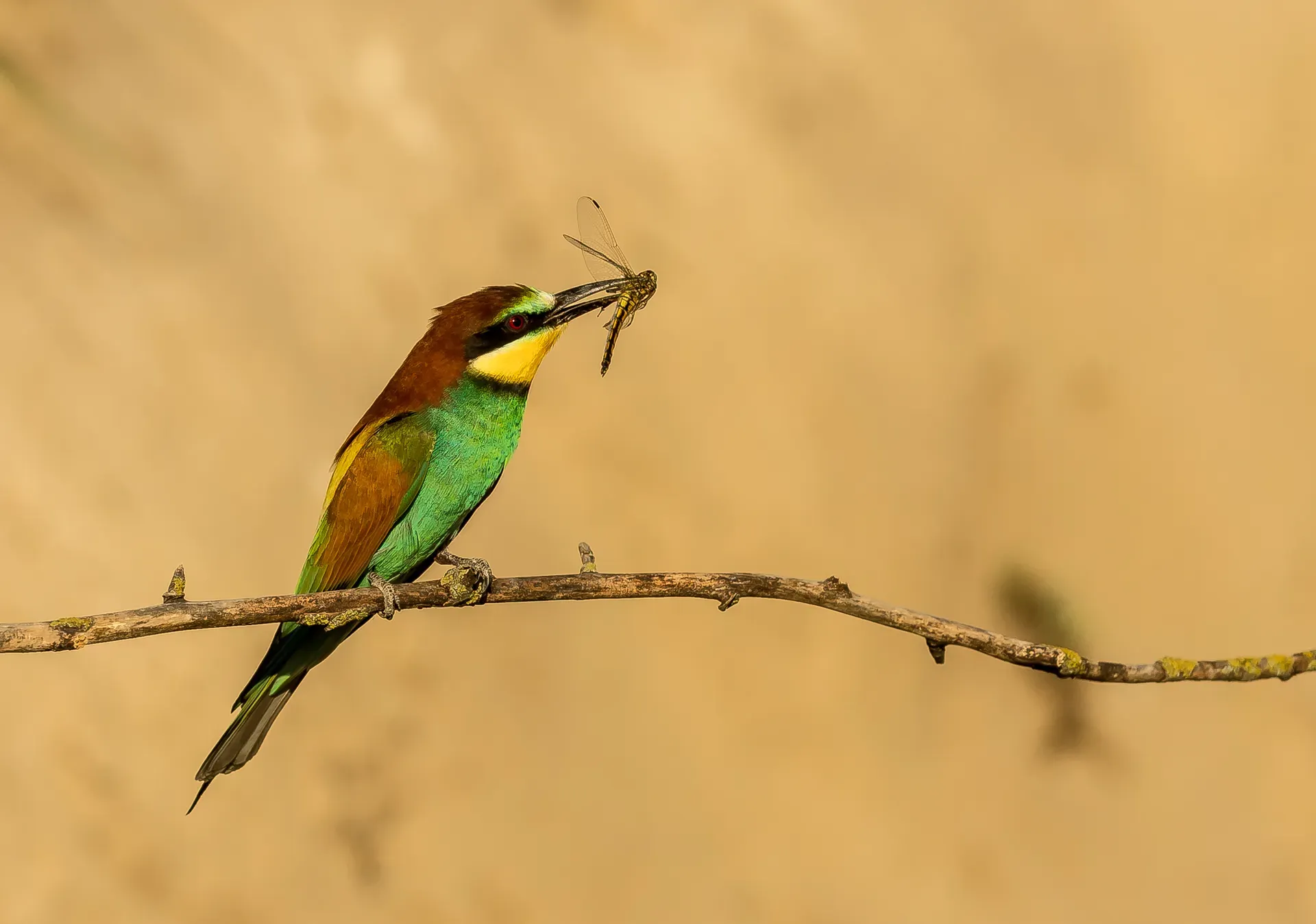 Bee-eater with a dragonfly