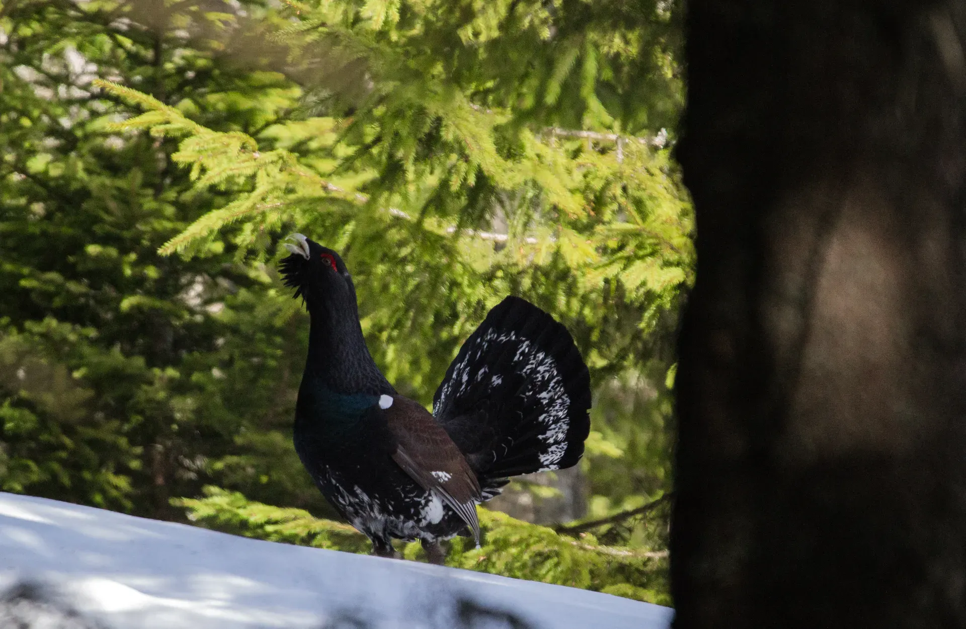 Capercaillie in a spruce forest