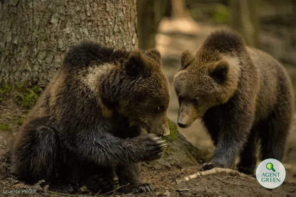 Agent Green — Contact