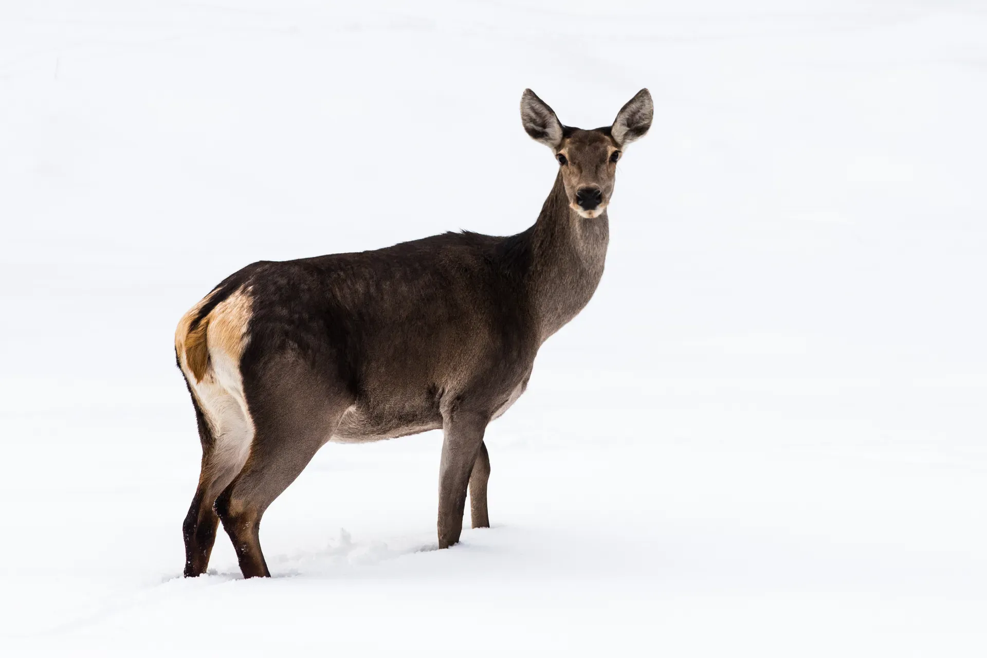 Căprioară în zăpadă