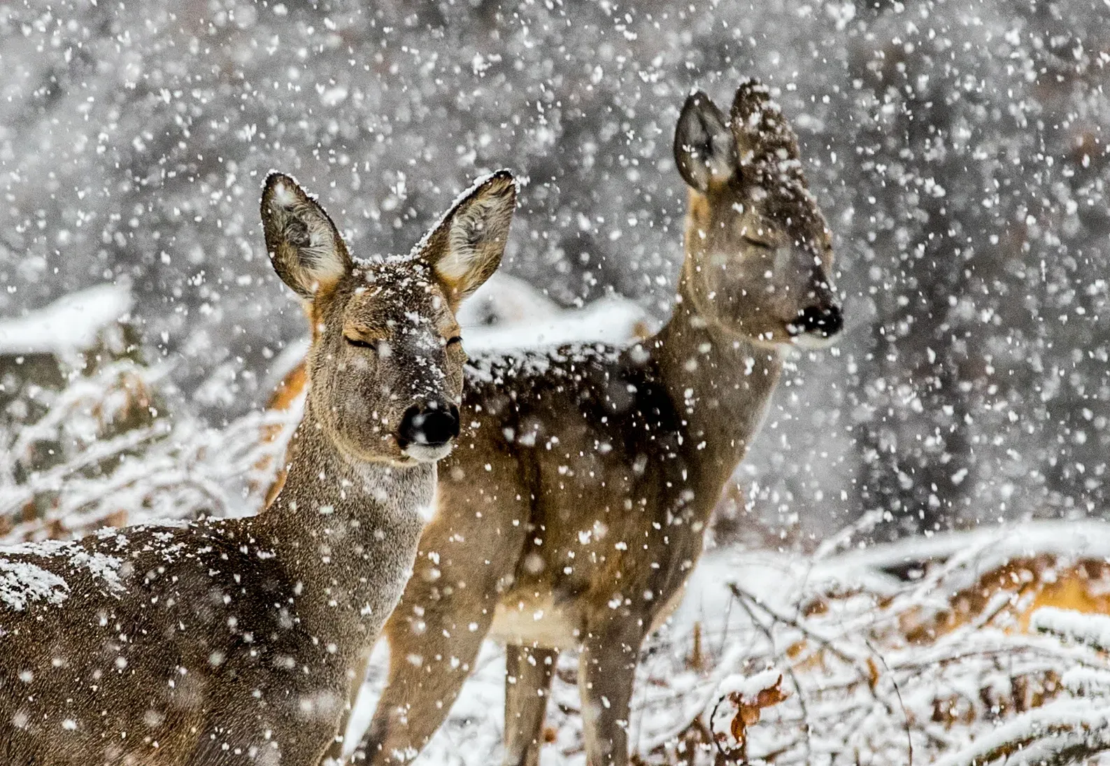 Roe deer in falling snow