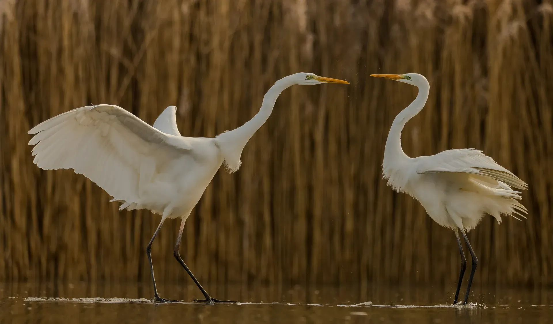 Egrets dancing by the reeds