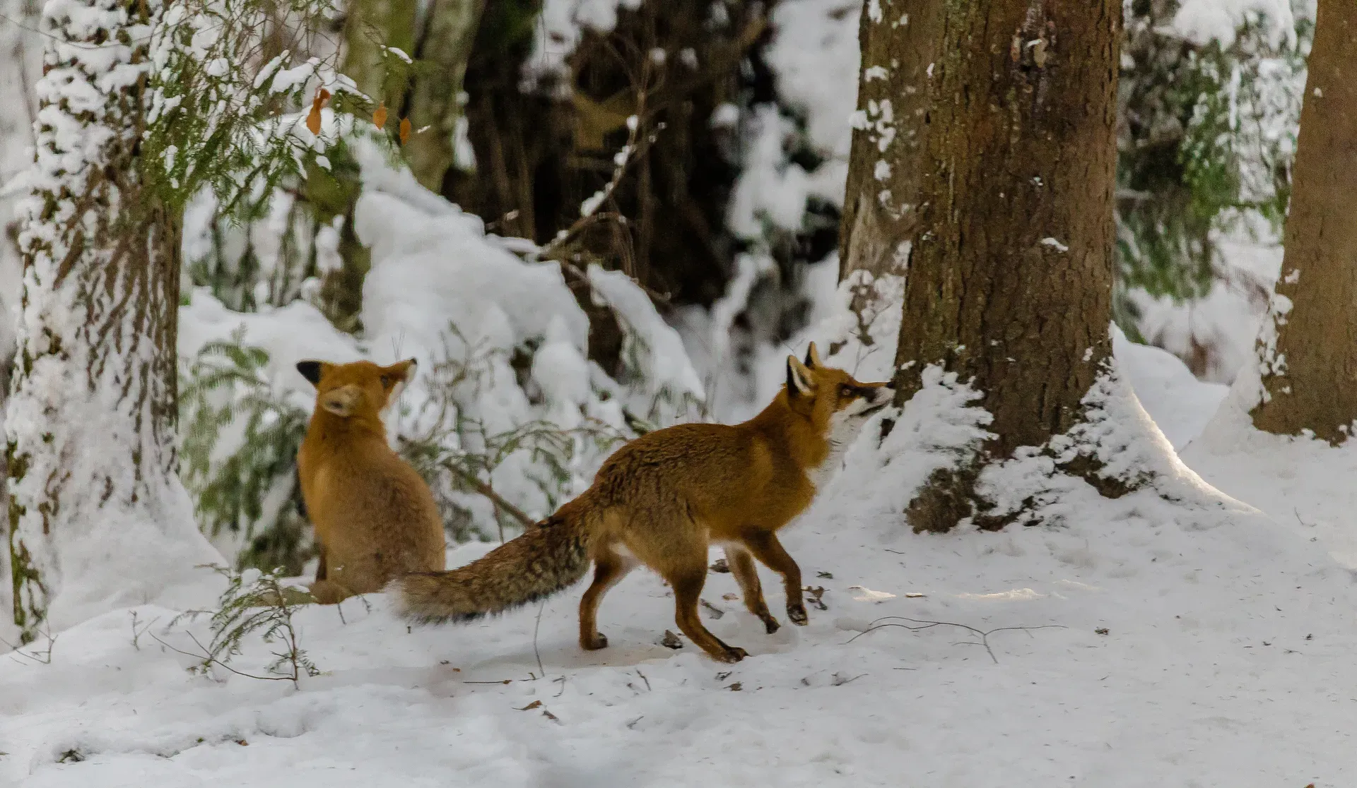 Vulpi jucându-se în zăpadă