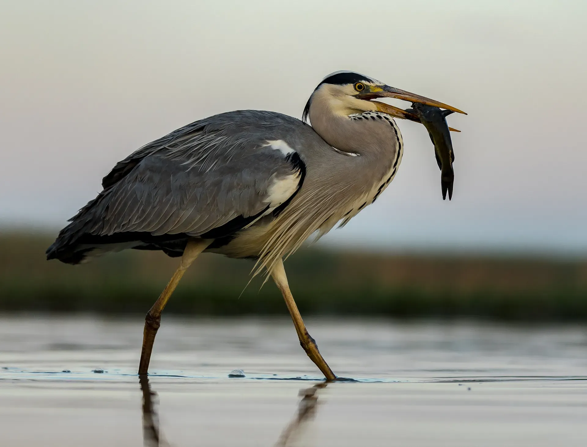 Stârc cenușiu pescuind