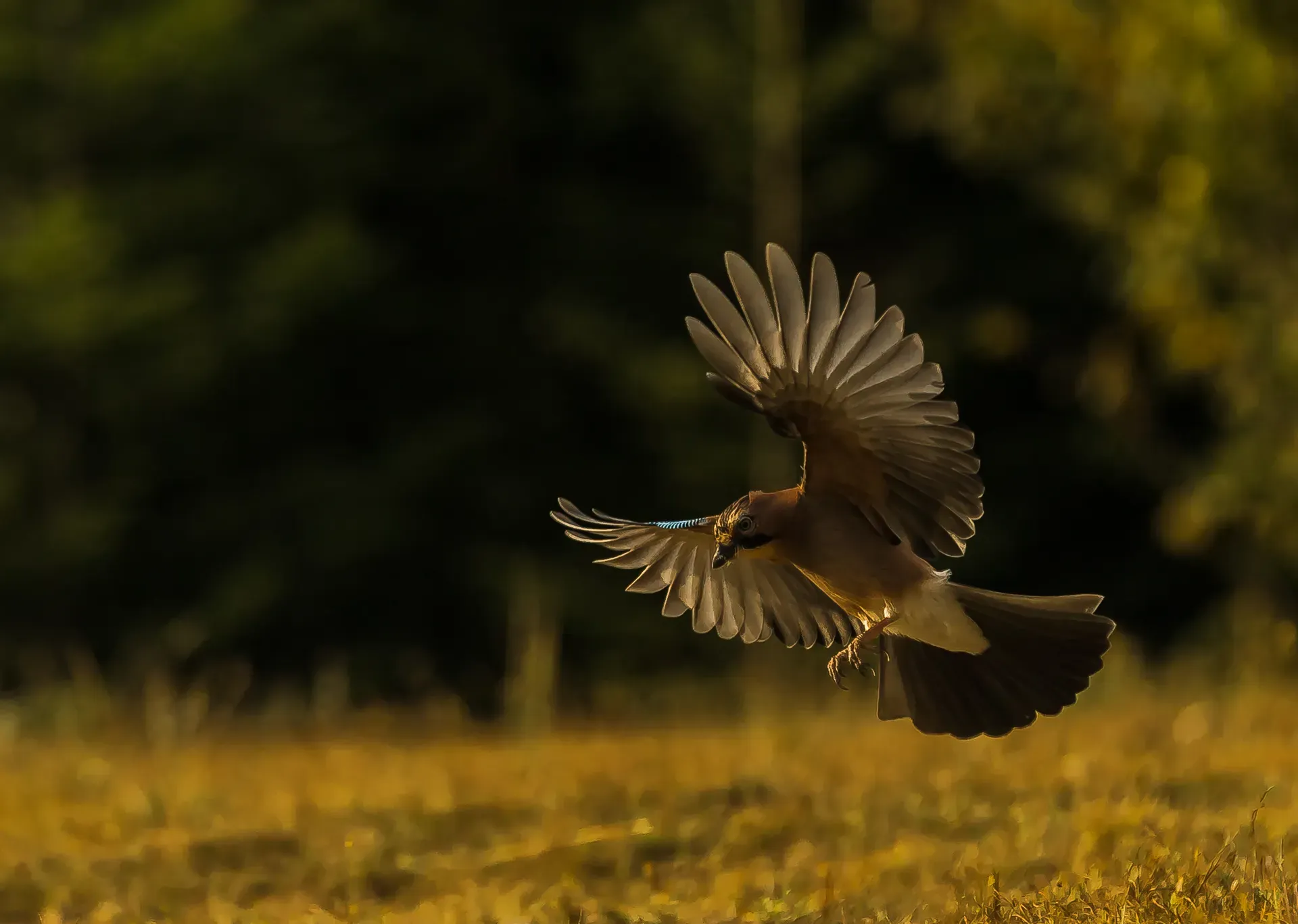 Gaița în zbor — lumină aurie