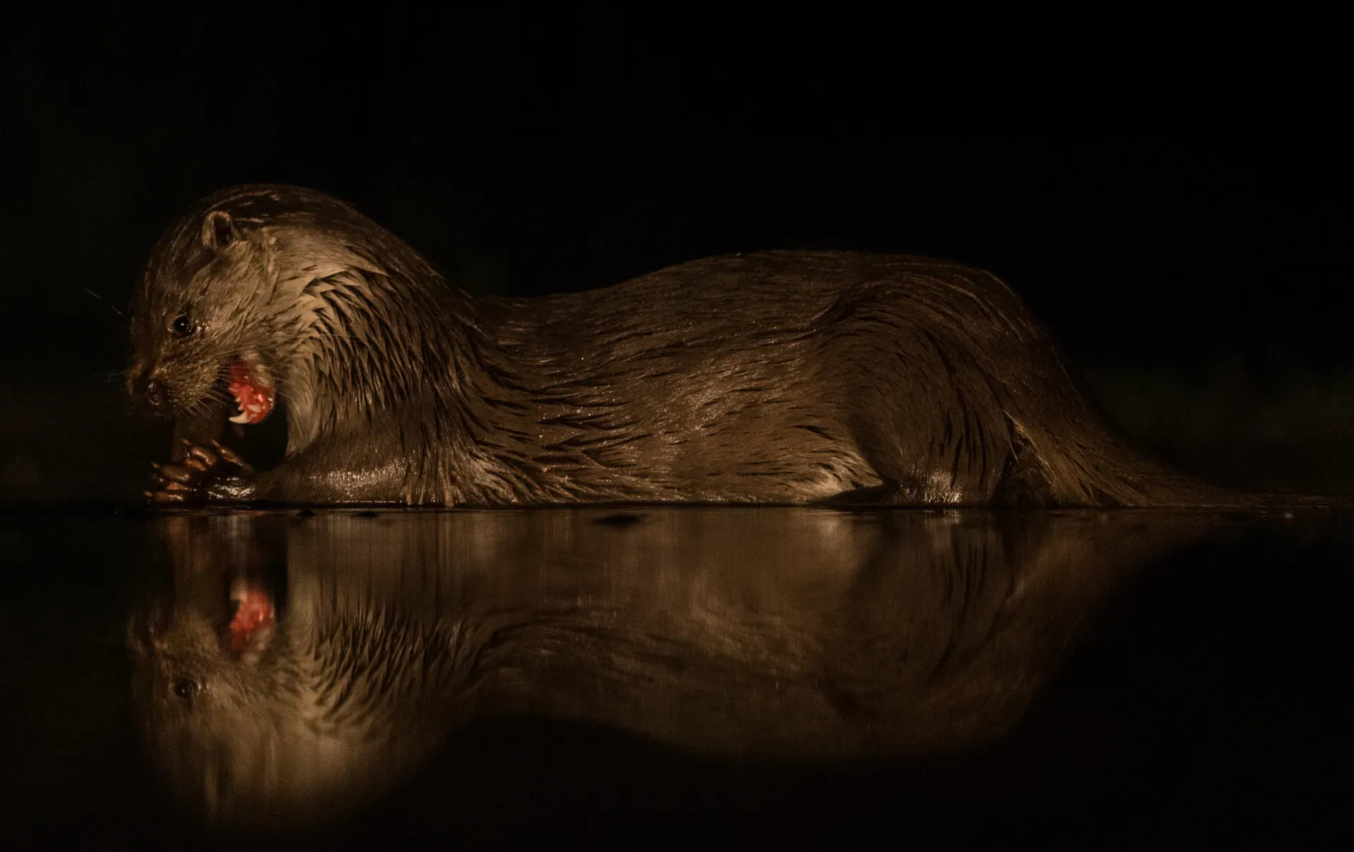 Otter eating fish — at night
