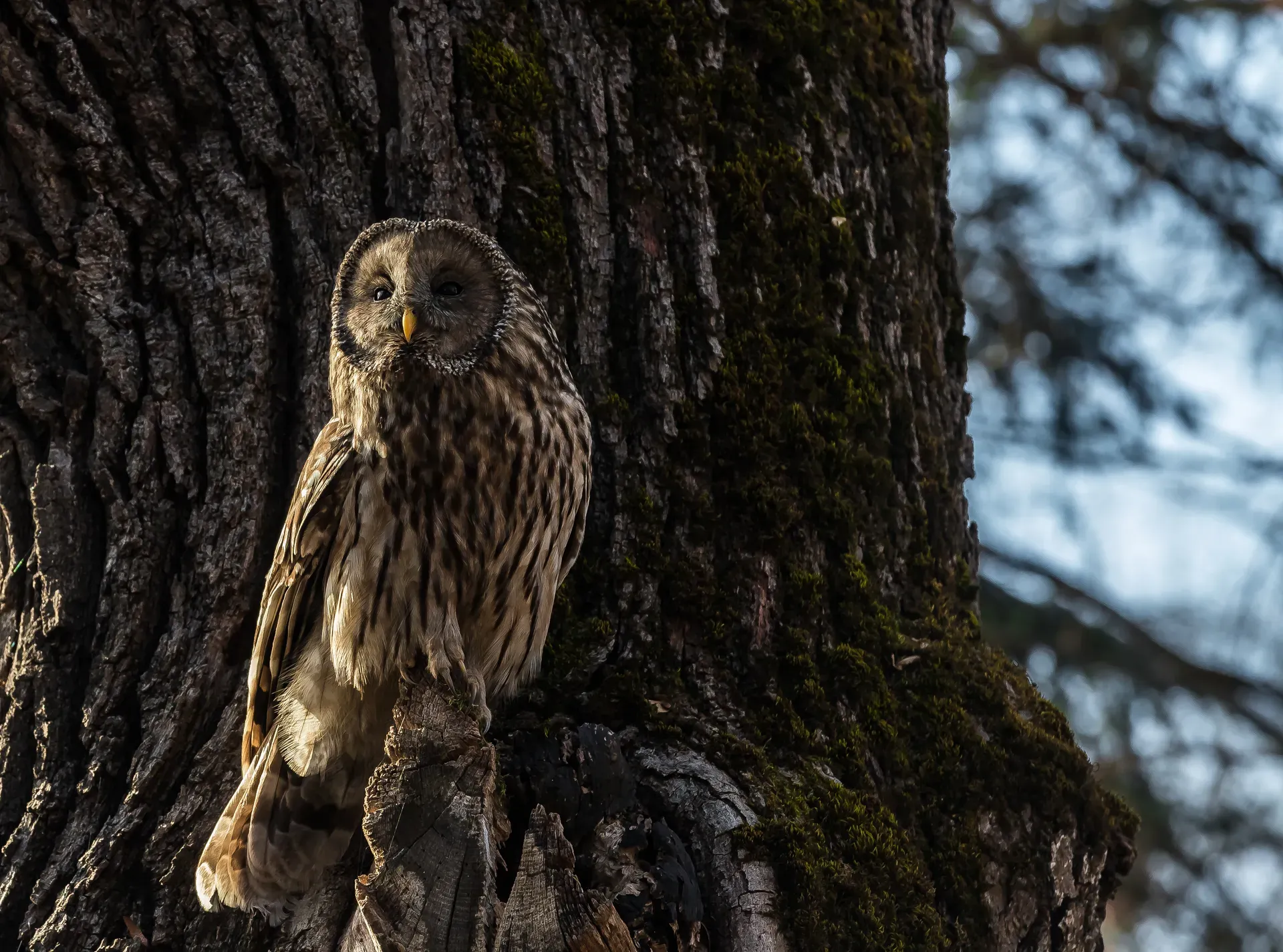 Bufniță — Ural owl