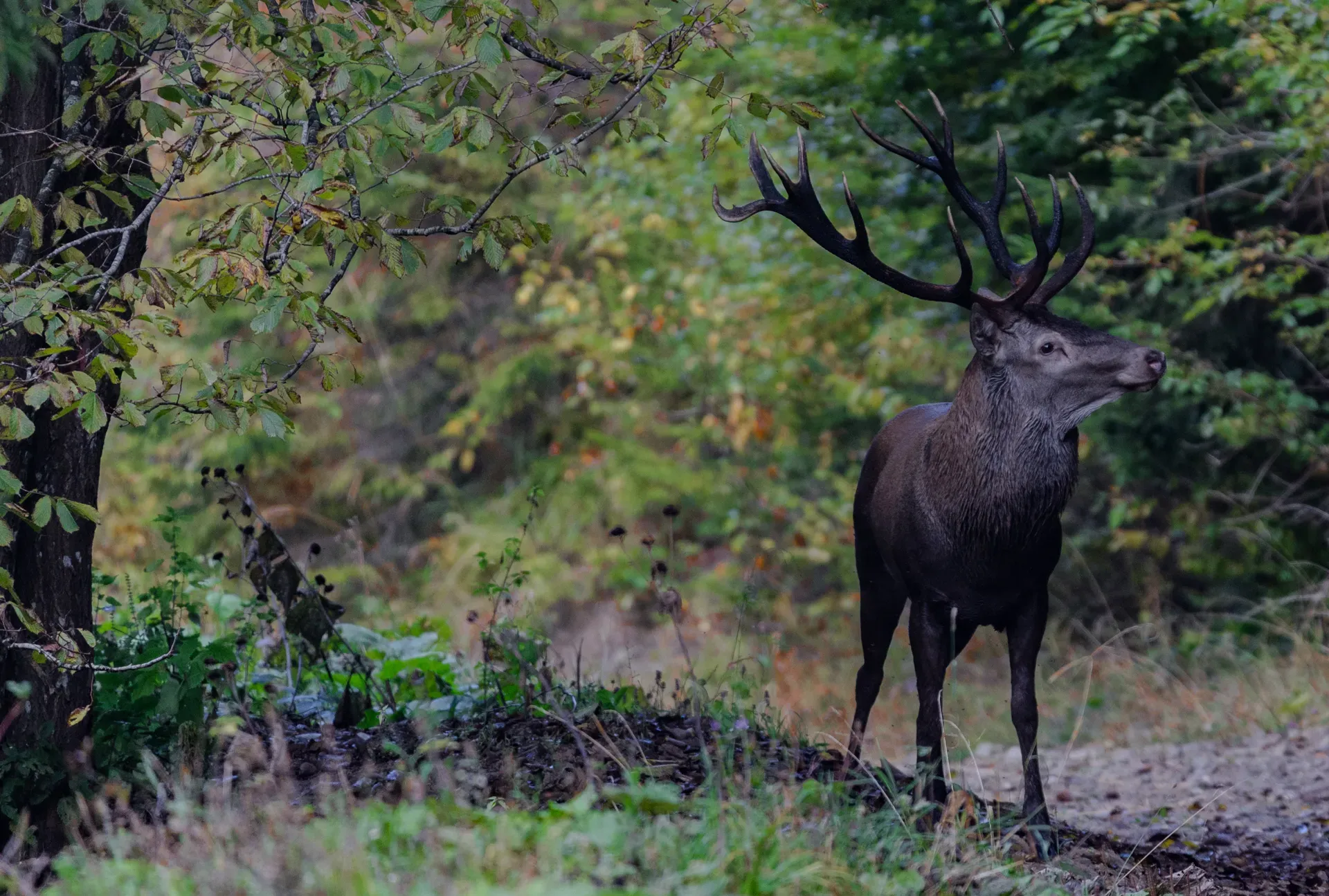 Stag bellowing — autumn forest