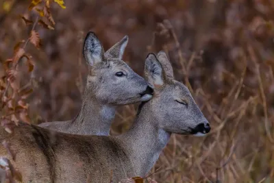 Parteneriat Platinum