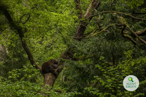 Wildlife