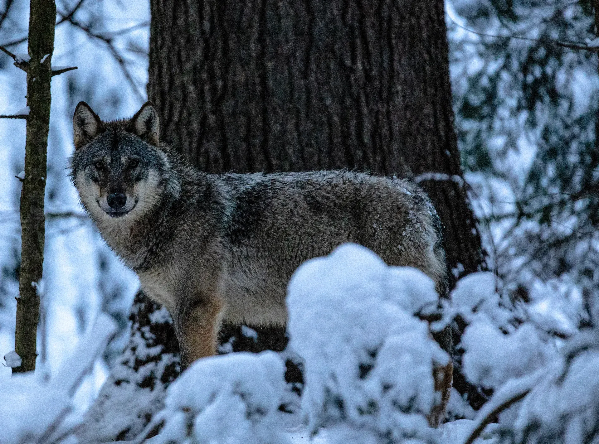 Lup în pădurea înzăpezită