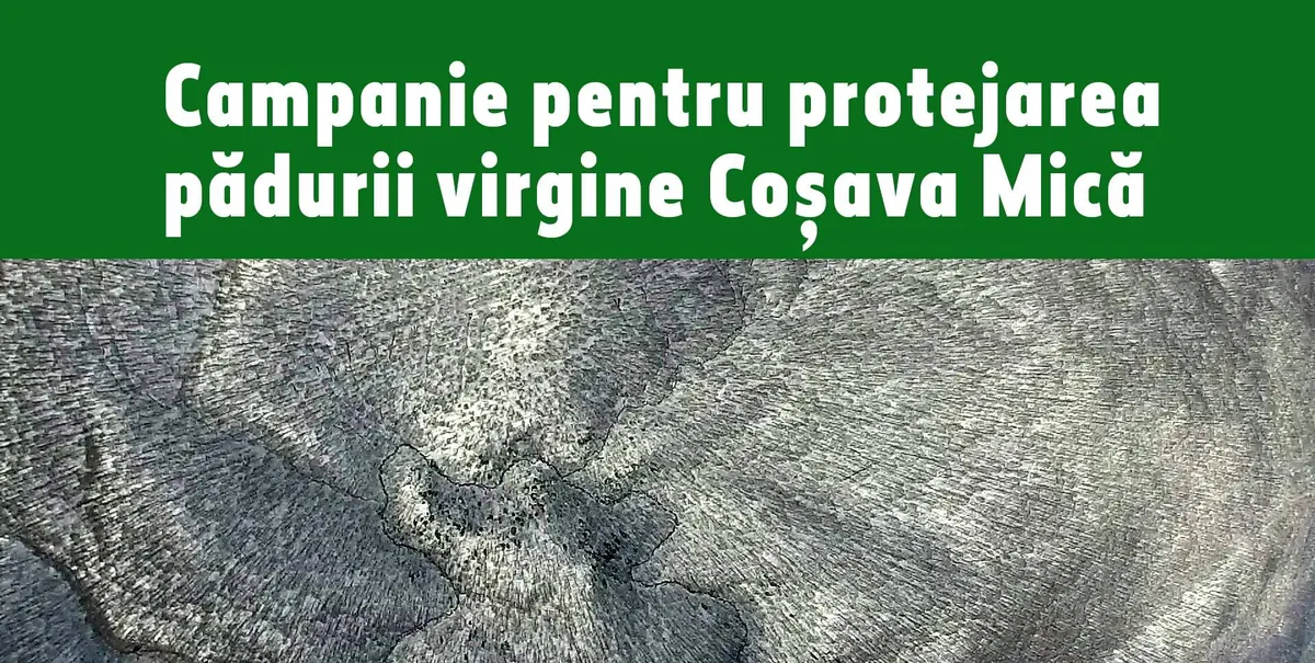 Coșava Mică: appeal to protect the virgin forest (2015)
