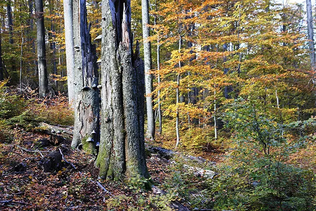Coșava Mică: ten-year protection announced in December 2015