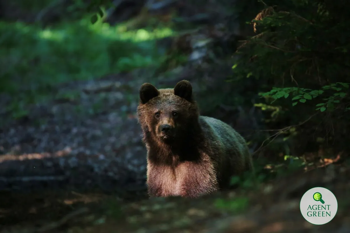 Ein Braunbär in einem Wald, mit dem Logo von Agent Green.