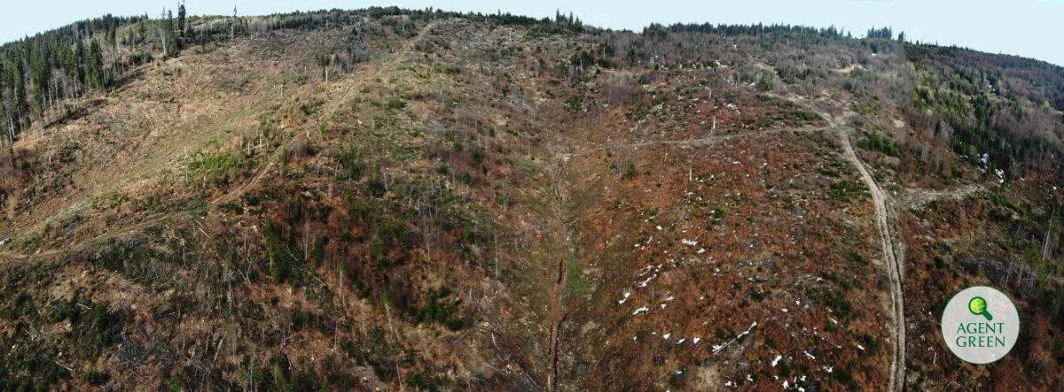 Panorámica de una ladera con árboles dispersos y troncos en el suelo, con la marca de Agent Green.