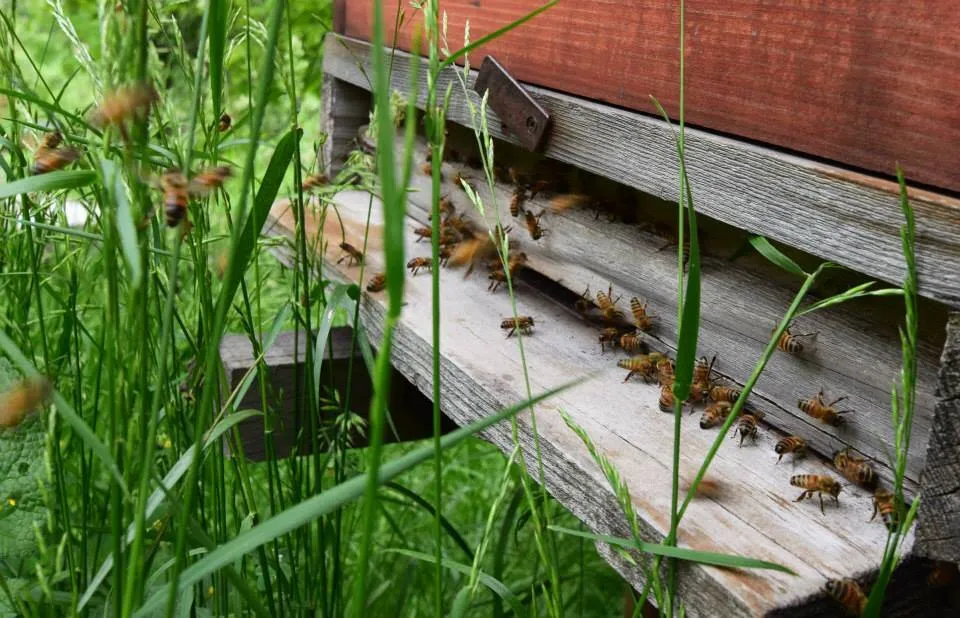 Bienen am Eingang eines Bienenstocks zwischen Grashalmen.