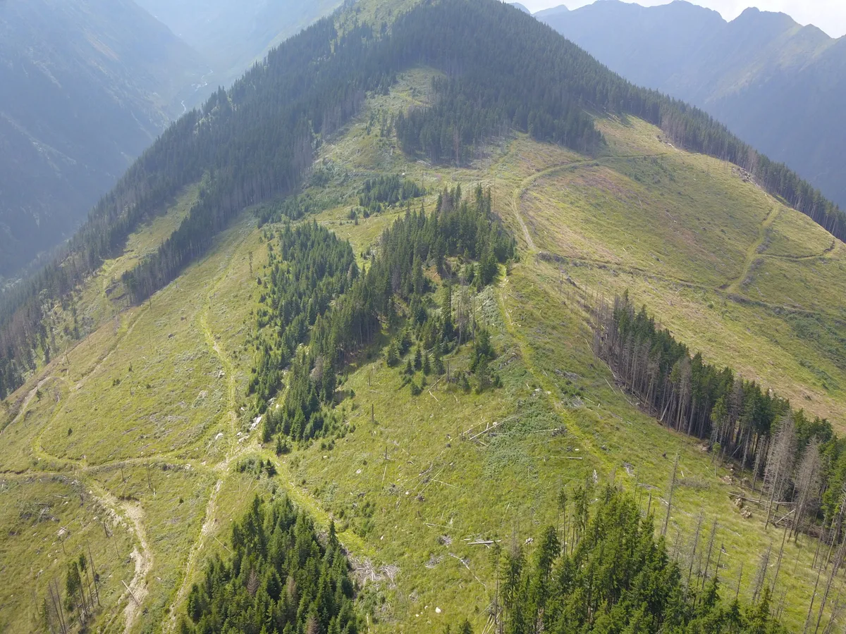 Crestas montañosas con praderas y zonas de bosque vistas desde arriba.