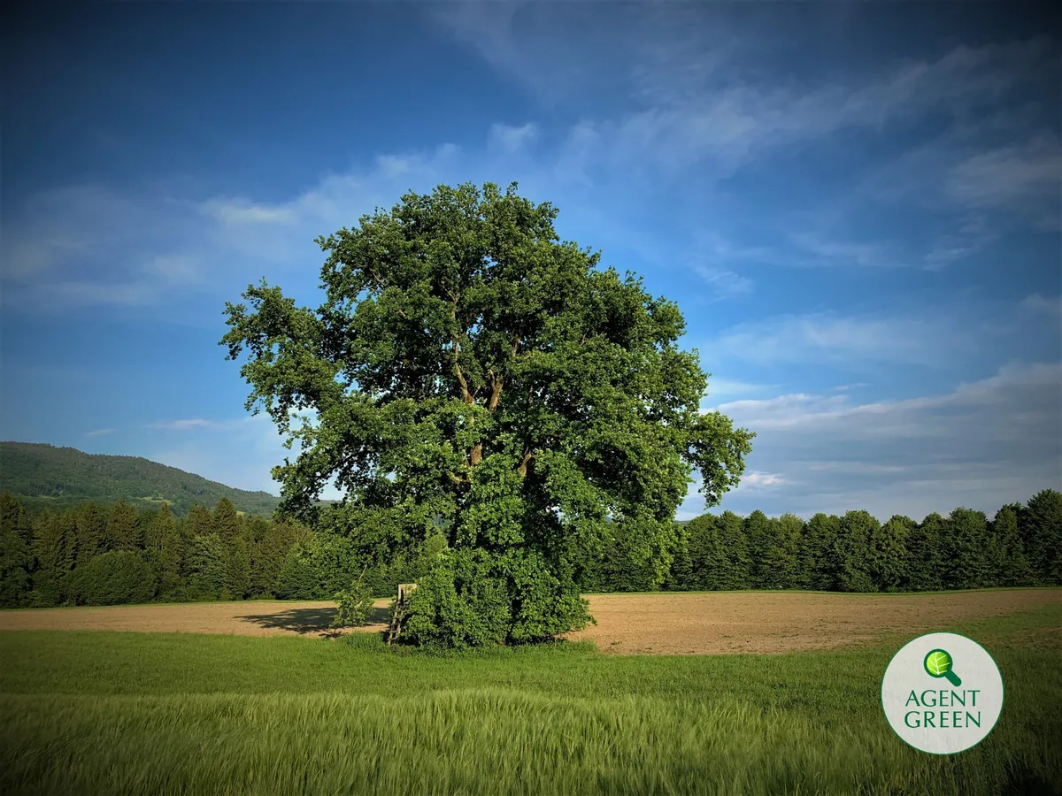 Ein einzelner Baum auf einem Feld, mit Wald im Hintergrund und dem Agent-Green-Logo.