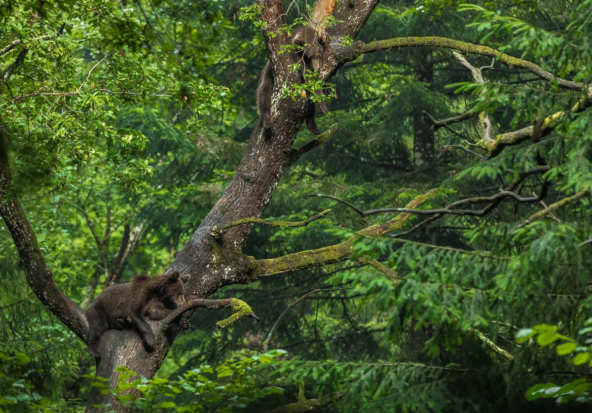 A bear on a thick branch in a forest with green vegetation.