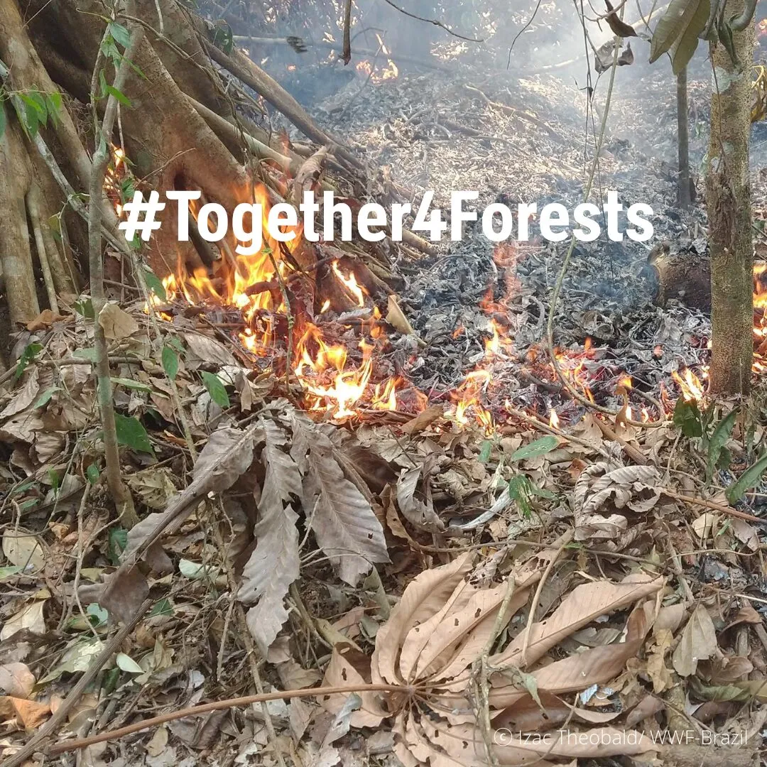 Fiamme nella vegetazione, con il testo «#Together4Forests».