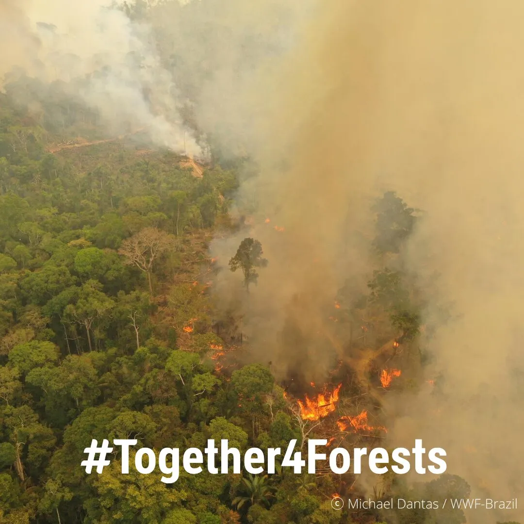 Fumo e fiamme sopra una foresta, con il testo «#Together4Forests».