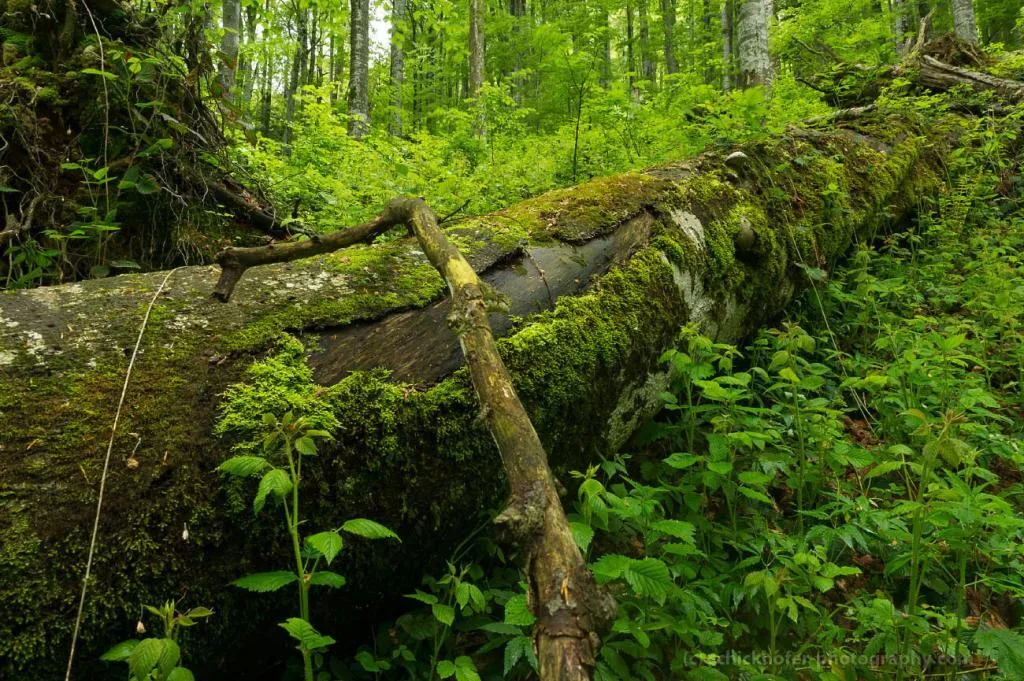 Fallen trunk covered in moss in a forest.