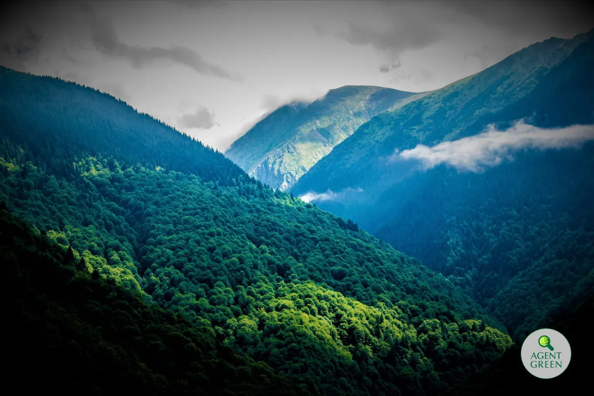 Forested mountain valley covered by clouds, with the Agent Green logo.