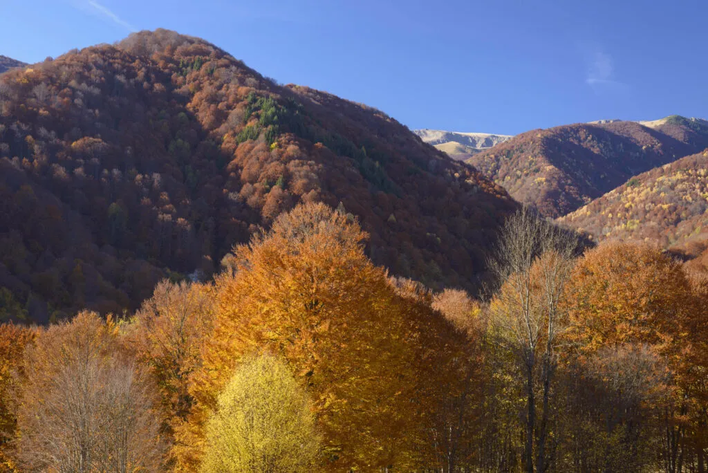 Foresta di latifoglie dai colori autunnali nel Parco Nazionale Domogled.