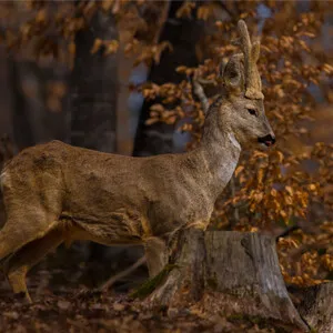 Animale selvatico in un bosco autunnale.