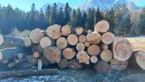 Trunchiuri de lemn stivuite la marginea unei păduri.