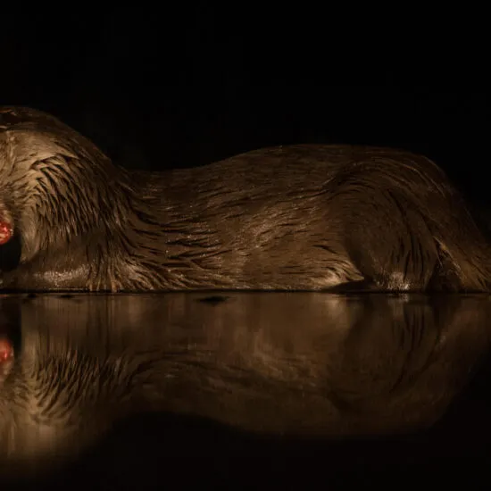 Animal în apă, fotografiat pe întuneric, cu reflexia sa.