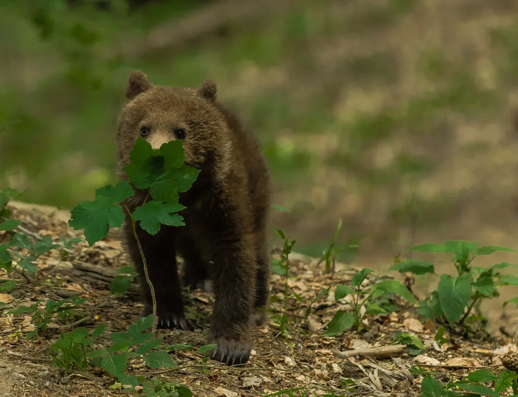 Un ours sur un sol couvert de feuilles, parmi des plantes vertes.