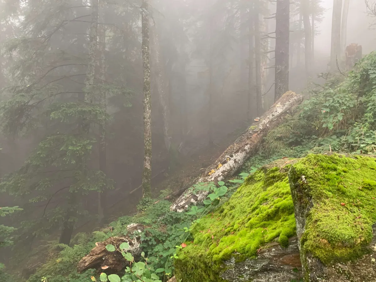 Wald im Nebel mit einem moosbedeckten Stamm im Vordergrund.