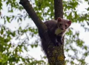 Un petit mammifère au pelage brun et à la poitrine claire, sur une branche.