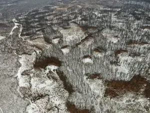 Suprafață forestieră tăiată și drumuri pe un teren acoperit parțial de zăpadă.