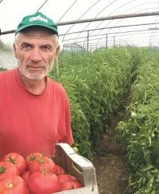 Ein Mann mit grüner Kappe und rotem T-Shirt sowie einer Kiste Tomaten in einem Folientunnel.