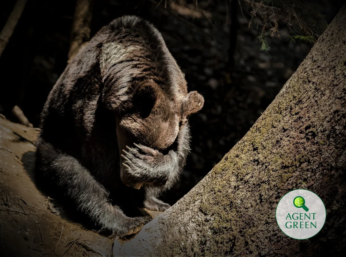 A brown bear with a paw near its muzzle, beside a tree trunk, with the Agent Green logo.