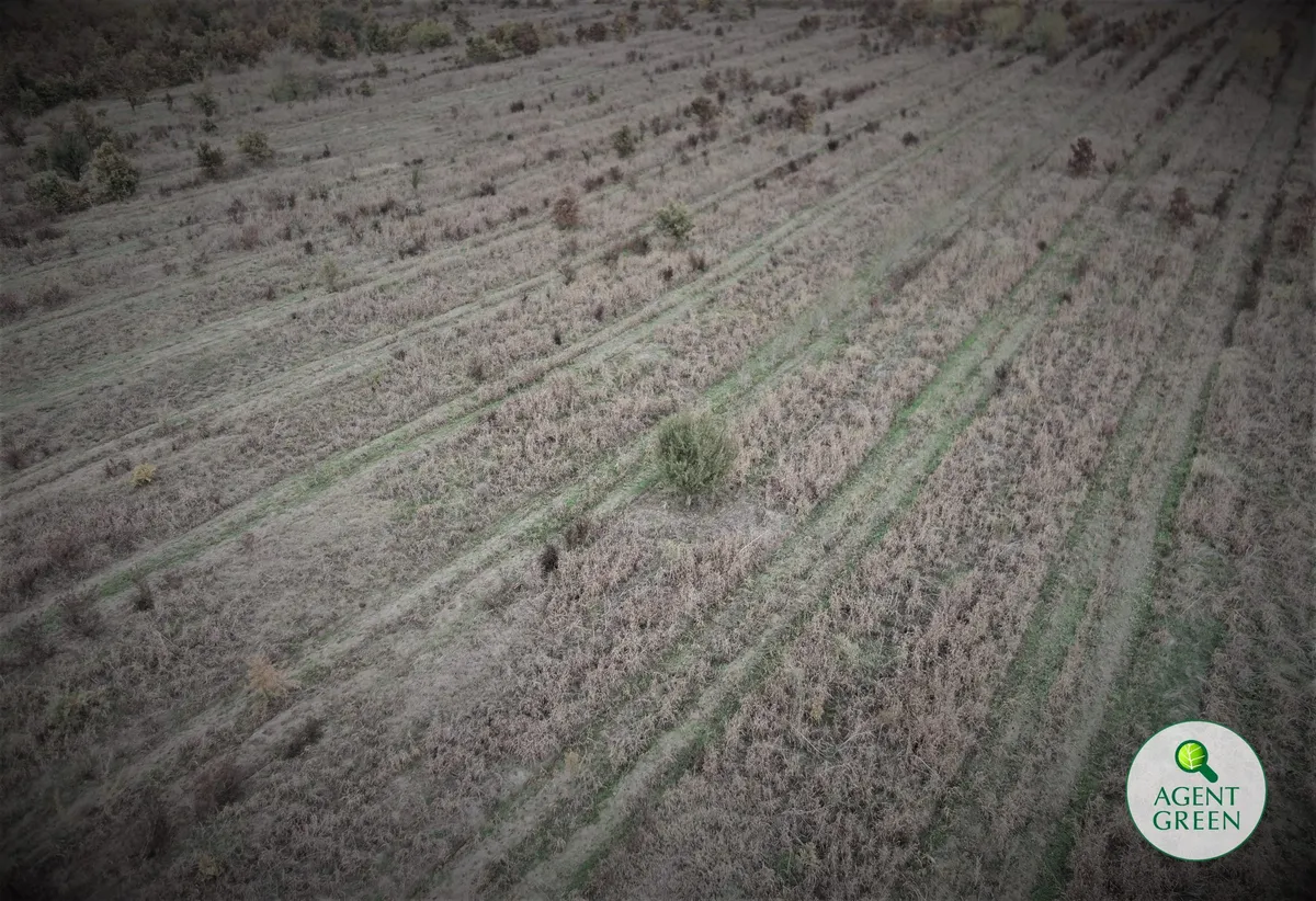 Teren cu rânduri de vegetație rară, văzut de sus, cu sigla Agent Green.