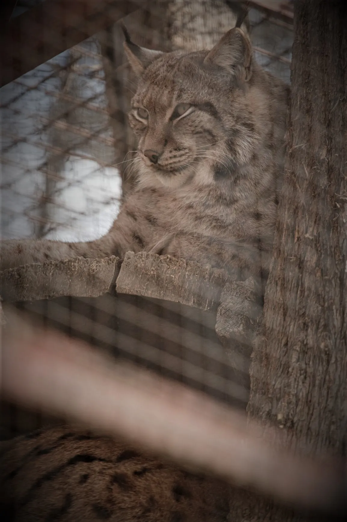Luchs hinter einem Drahtgitter.