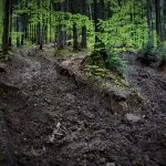 Tracce profonde di macchinari nel terreno di una foresta.
